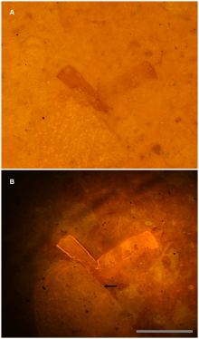 Sub-surface imaging of fossils using laser-stimulated fluorescence:
